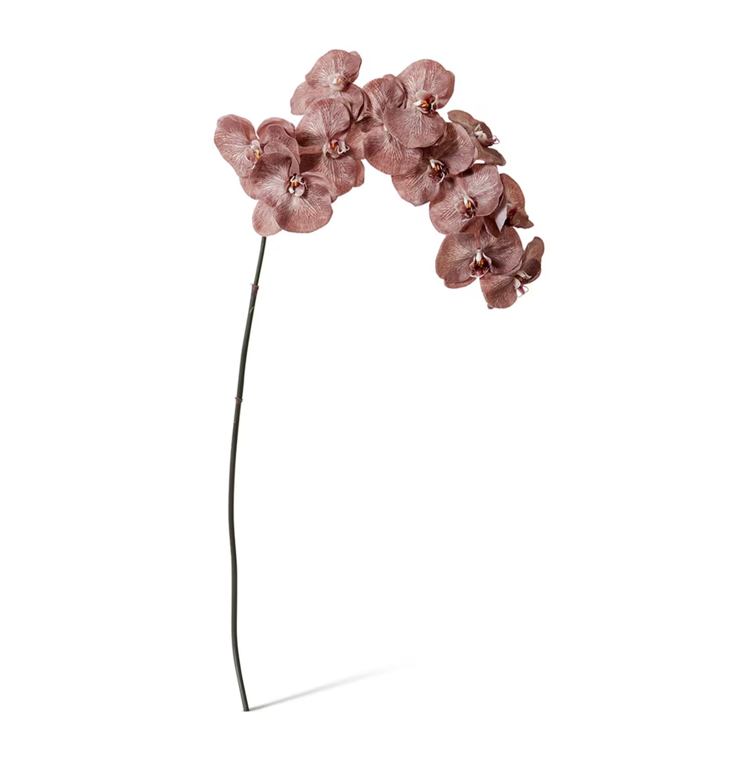 Phalaenopsis Orchid Stem Mauve