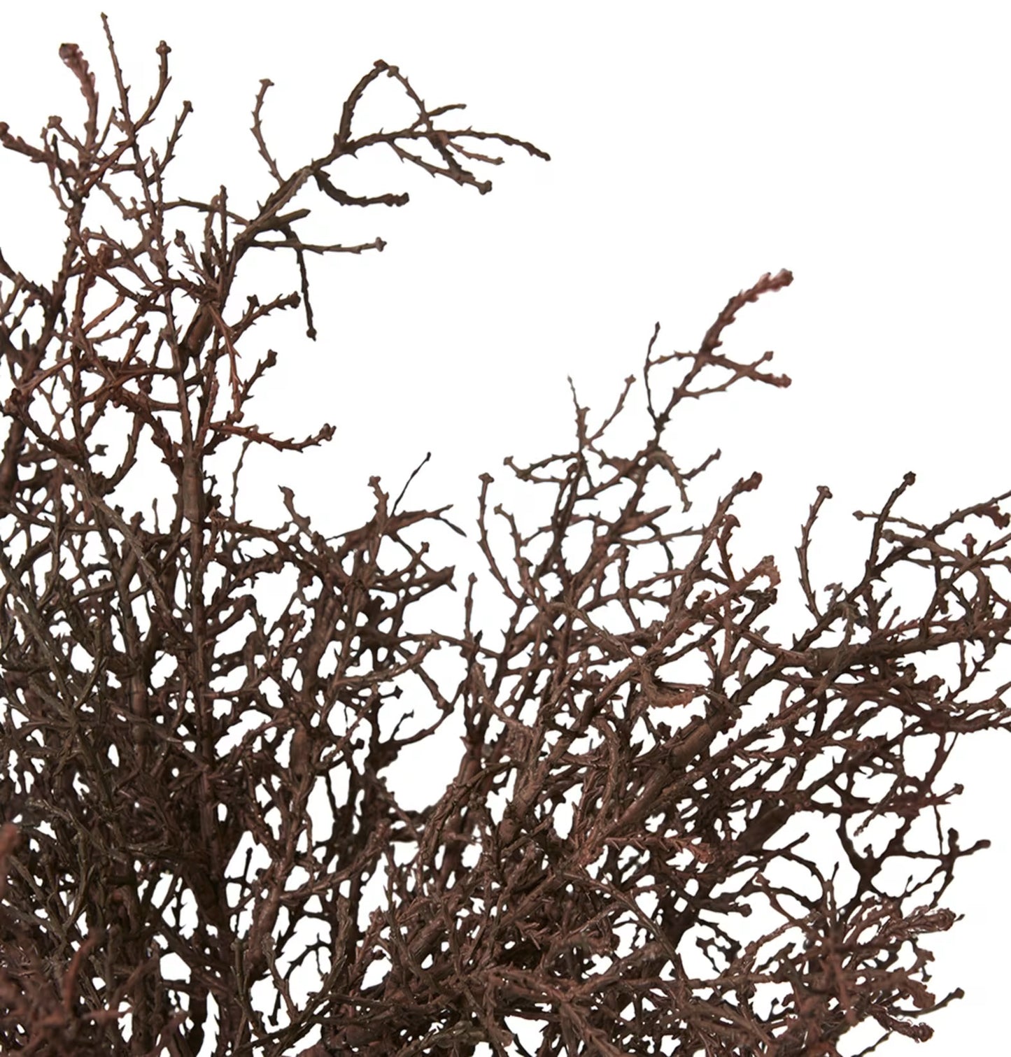 Santolina Bush Dark Brown 40cm