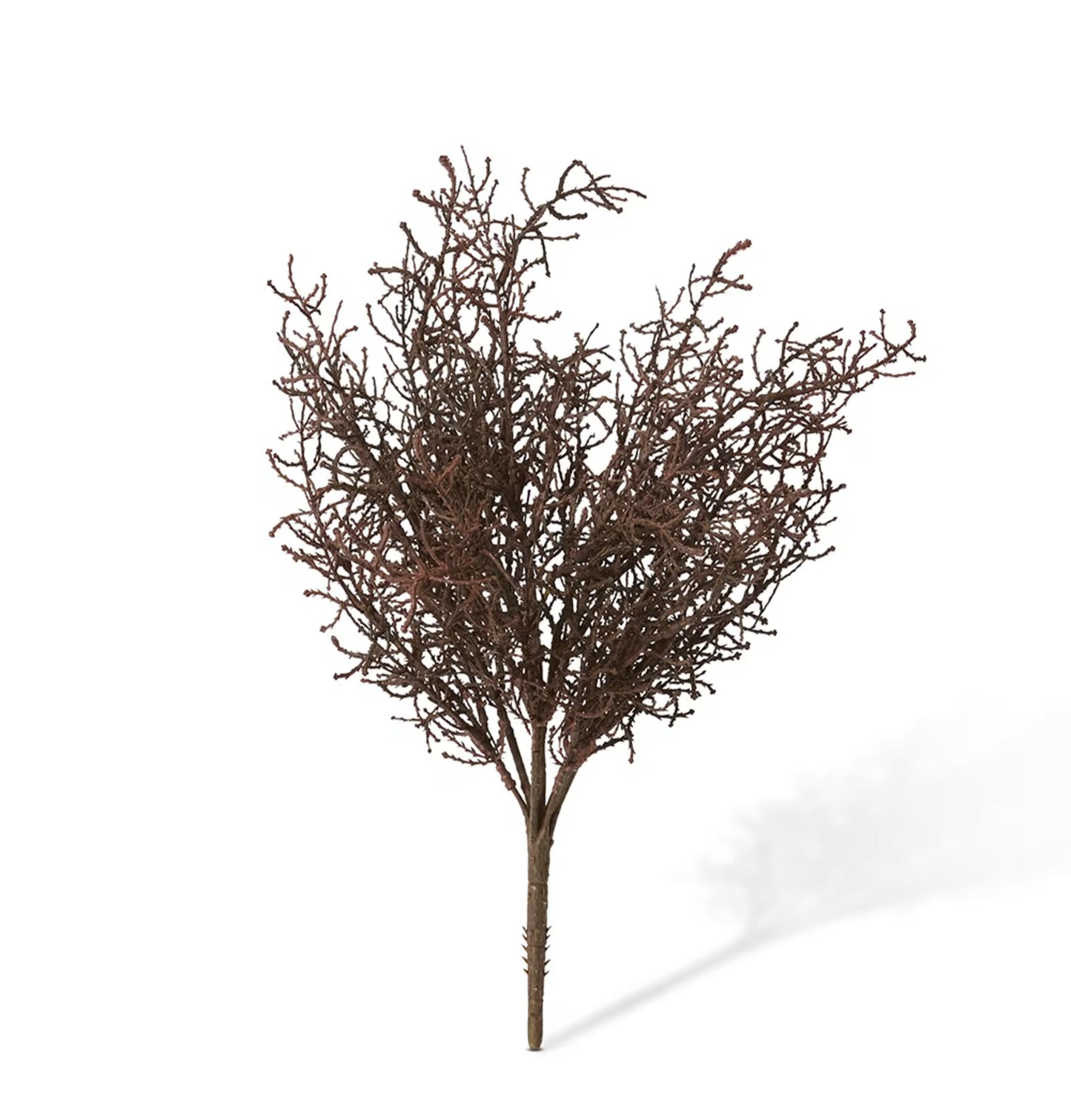 Santolina Bush Dark Brown 40cm