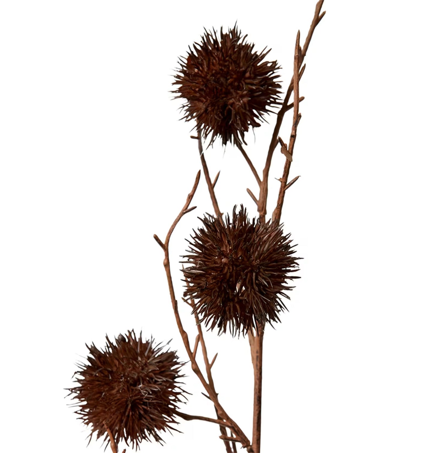 Spikey Chestnut Branch