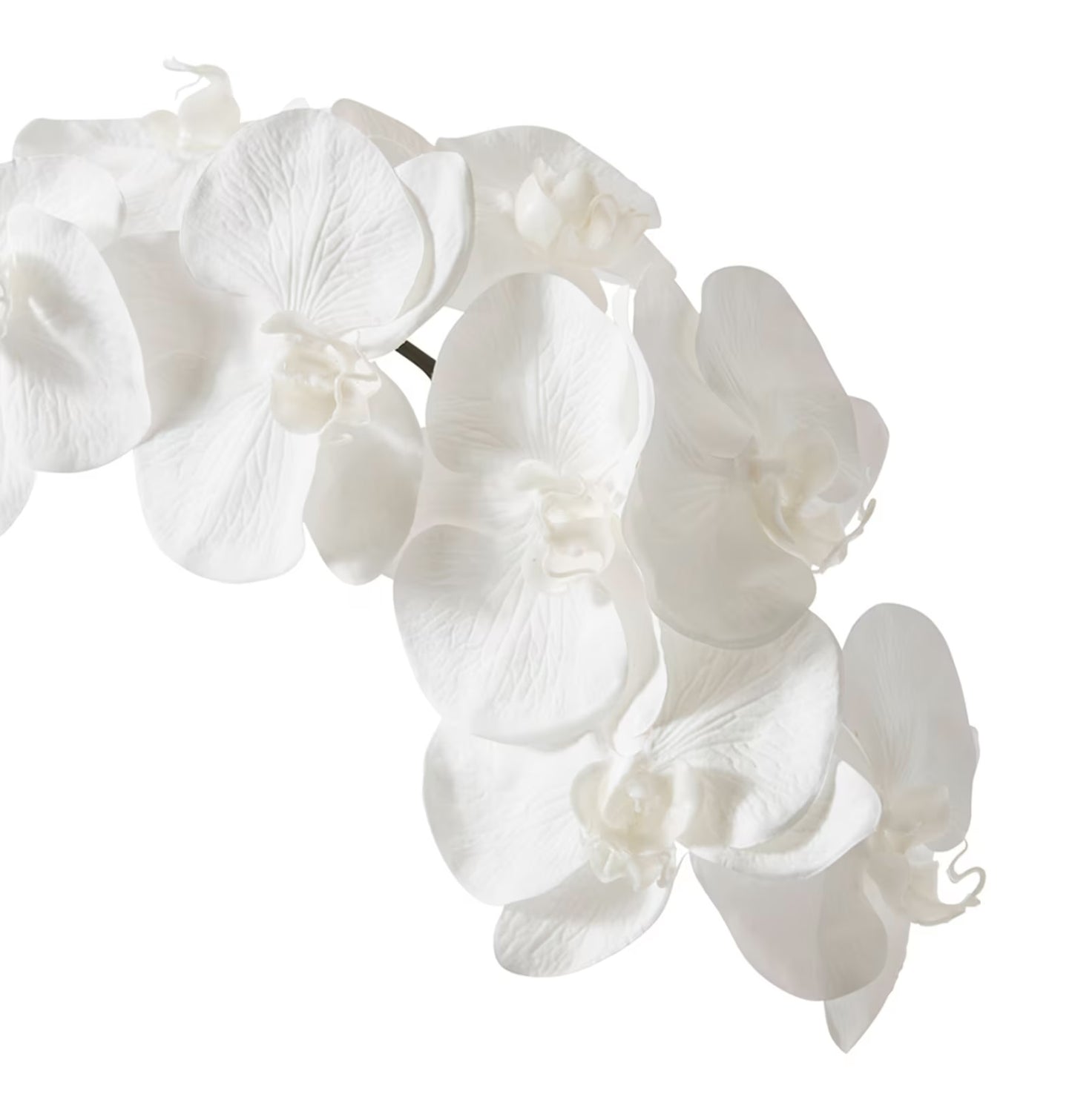 Phalaenopsis Orchid Stem White