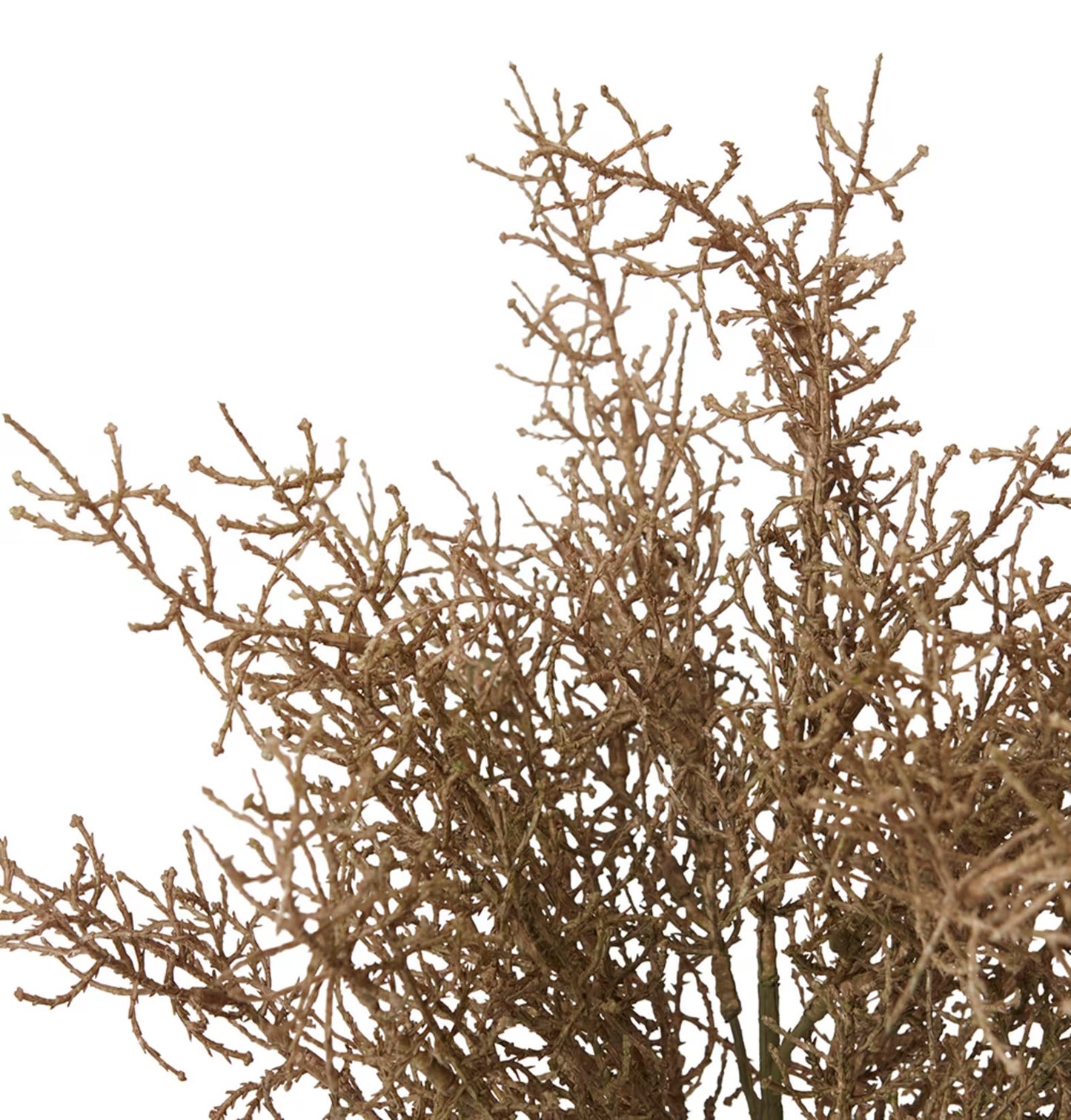Santolina Bush Light Brown