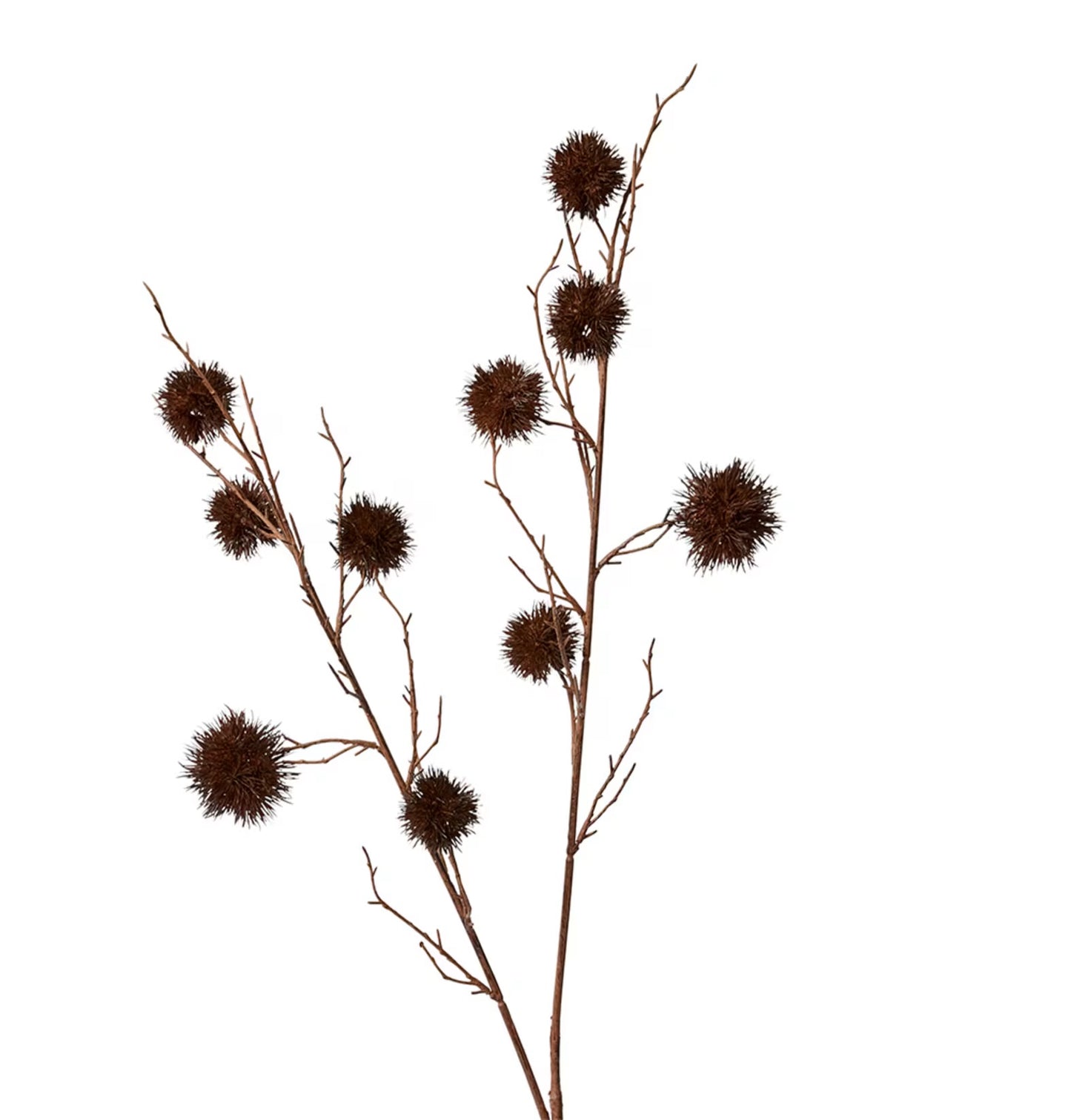 Spikey Chestnut Branch