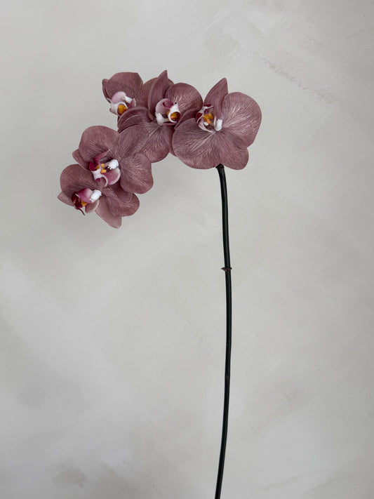 Mini Phalaenopsis Stem Mauve