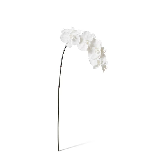 Phalaenopsis Orchid Stem White
