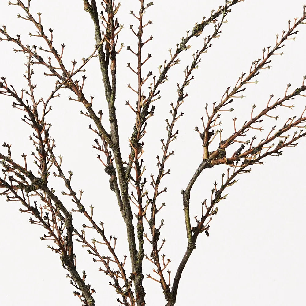 Twig Coral Spray