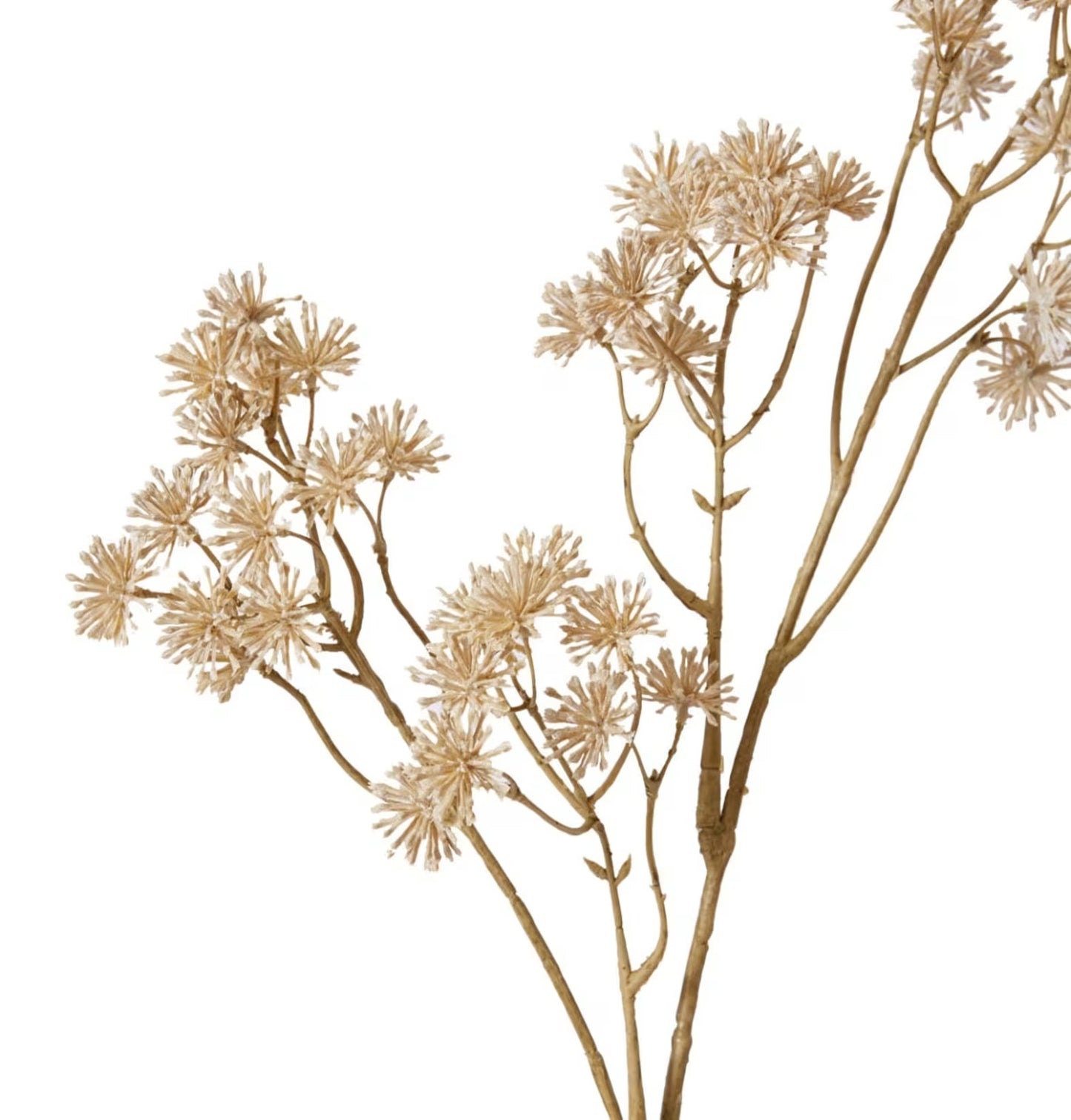 Aralia Deco Seed Spray