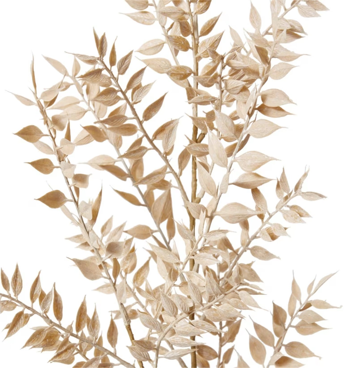 Ruscus Deco Spray
