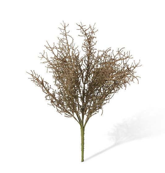 Santolina Bush Light Brown