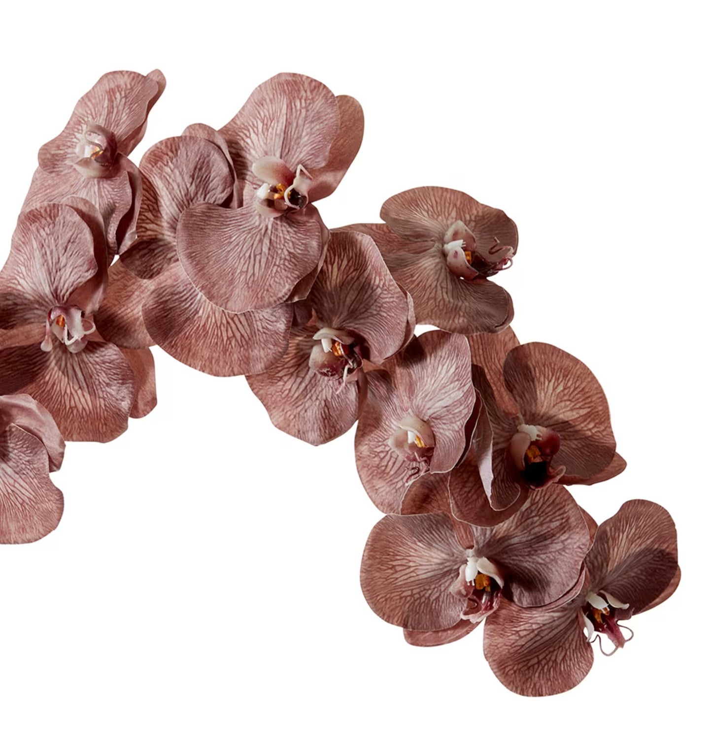 Phalaenopsis Orchid Stem Mauve