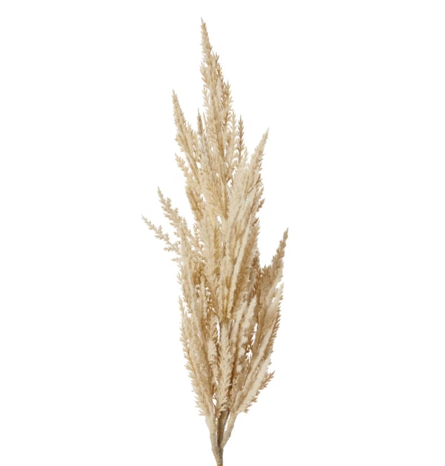 Pampas Grass Stem 83cm