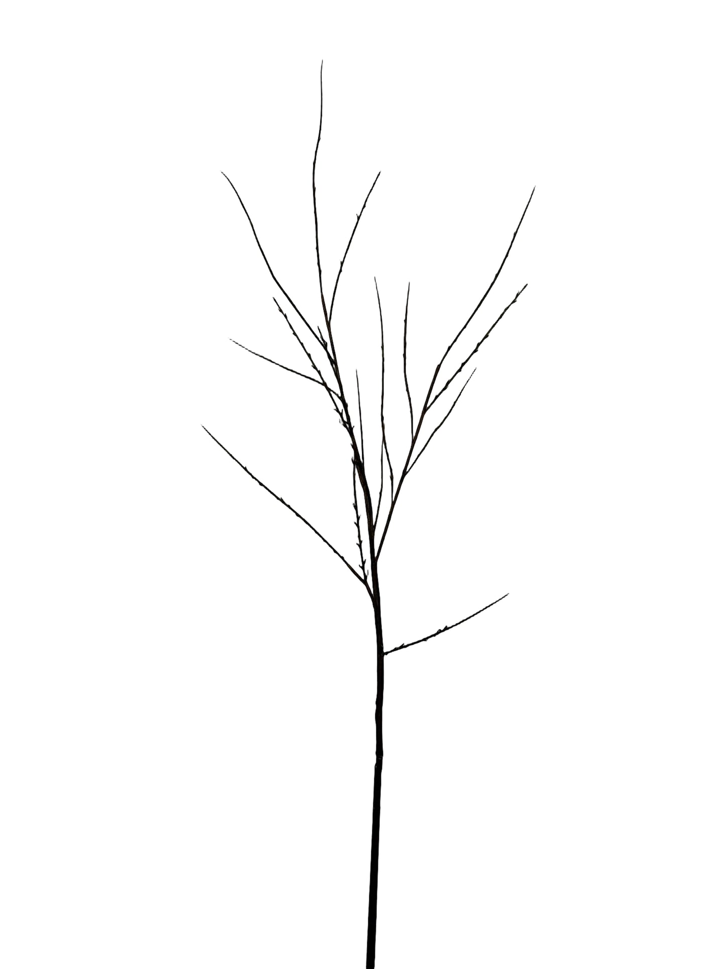Willow Branch