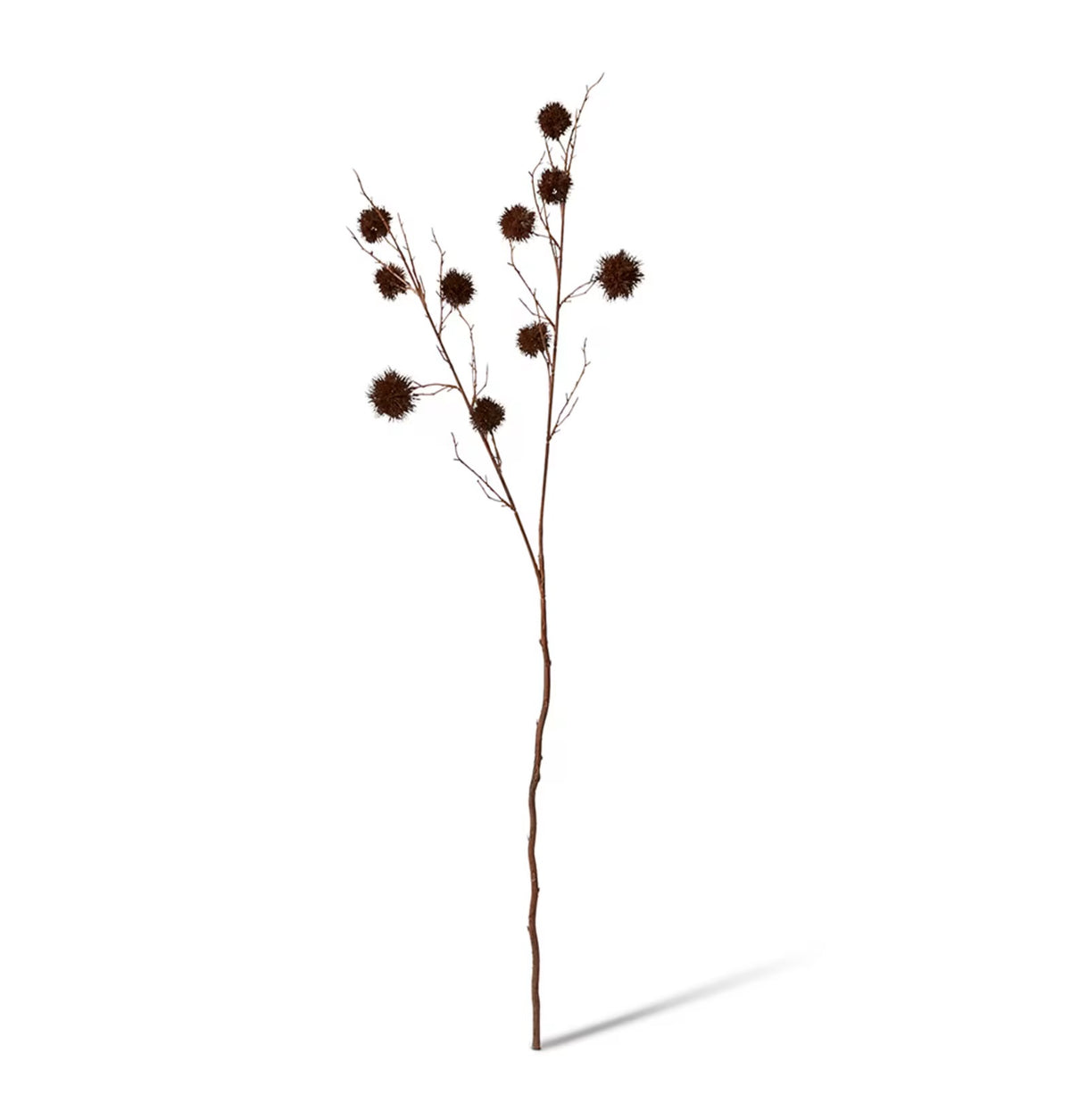 Spikey Chestnut Branch