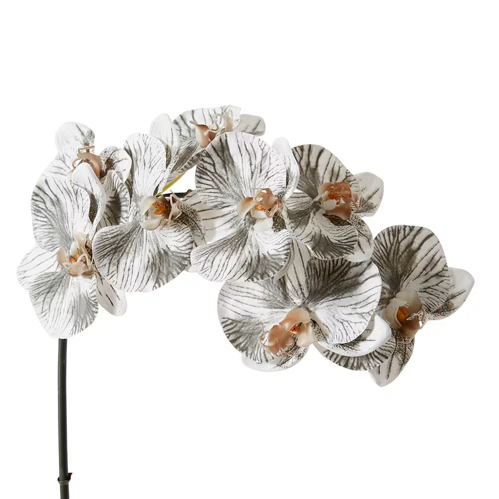 Phalaenopsis Orchid Black/ White