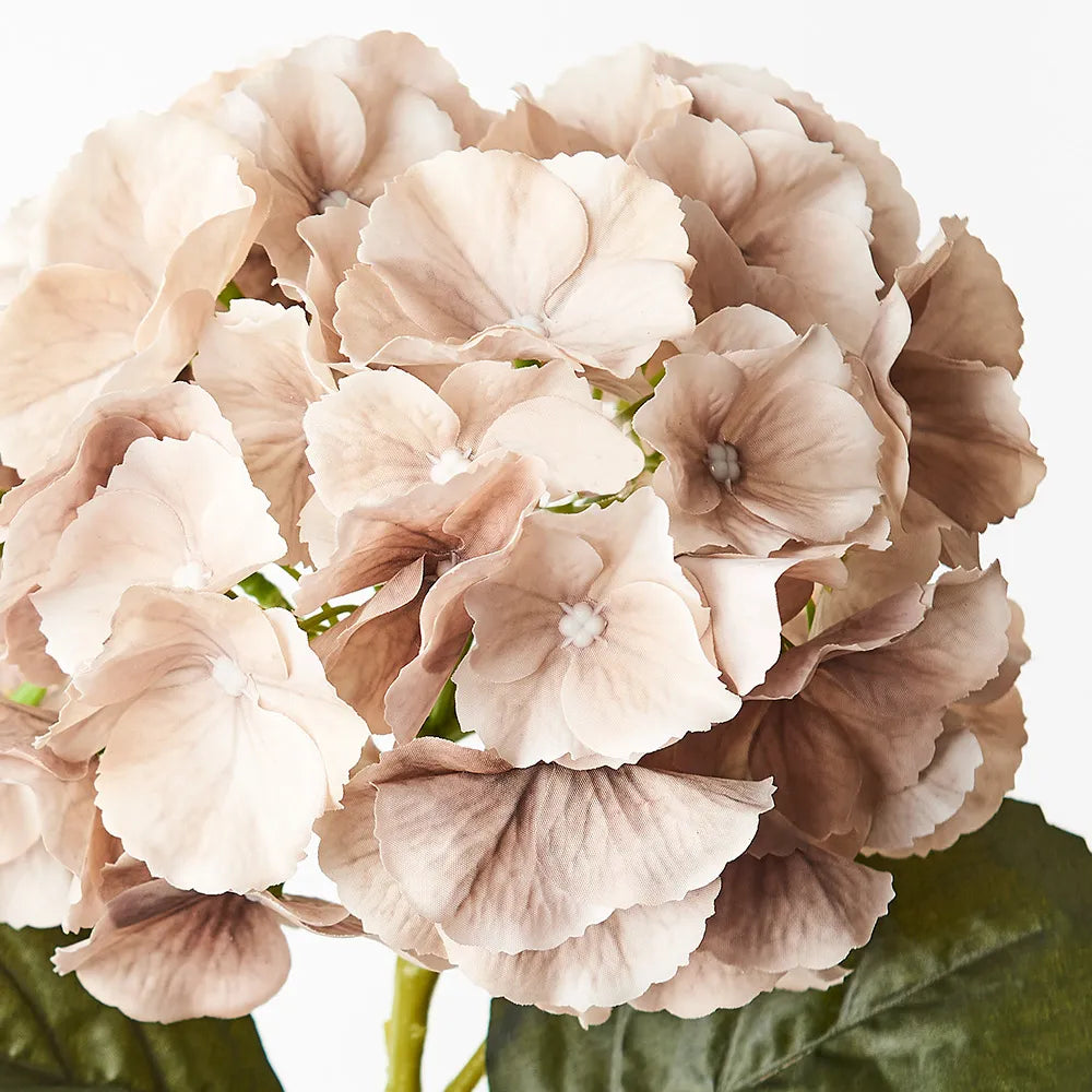 Hydrangea Stem Coffee