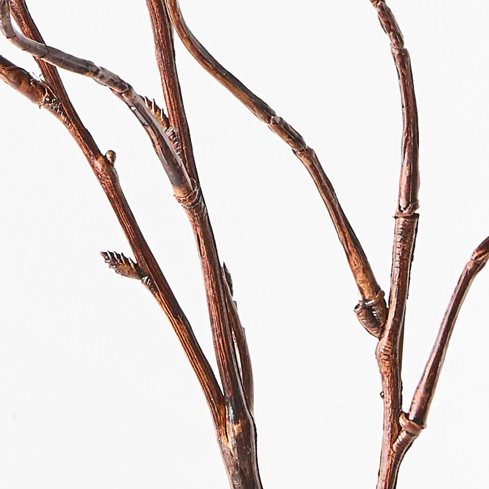Brown Curly Willow Twig Stem
