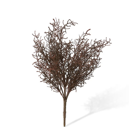 Santolina Bush Dark Brown 40cm