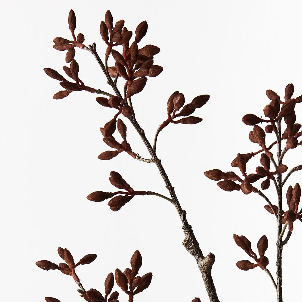 Brown Seed Spray