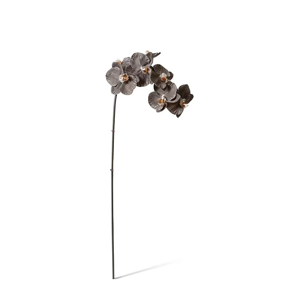 Phalaenopsis Orchid Black