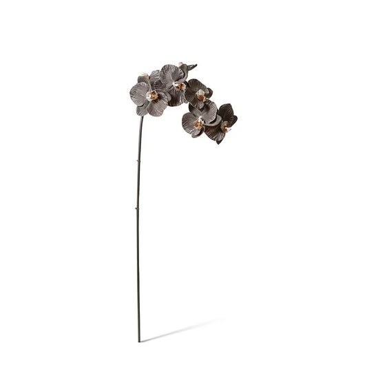 Phalaenopsis Orchid Black