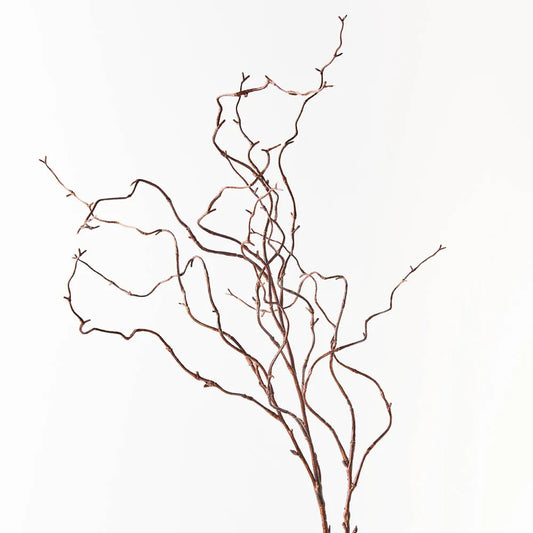 Brown Curly Willow Twig Stem