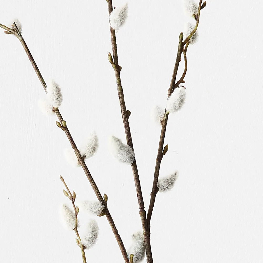 Pussy Willow Branch