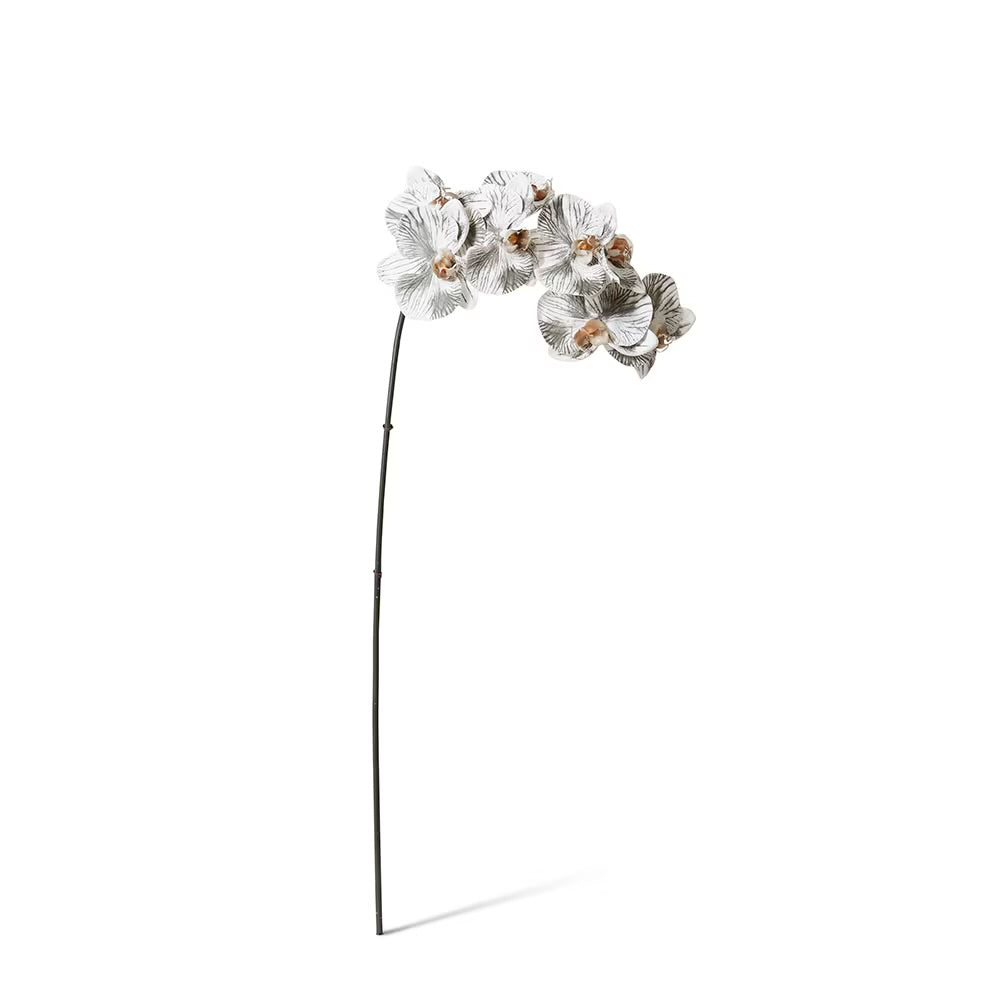 Phalaenopsis Orchid Black/ White