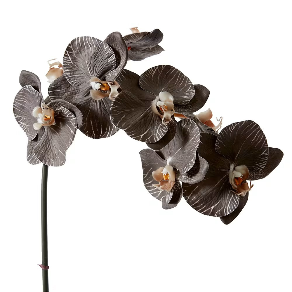 Phalaenopsis Orchid Black