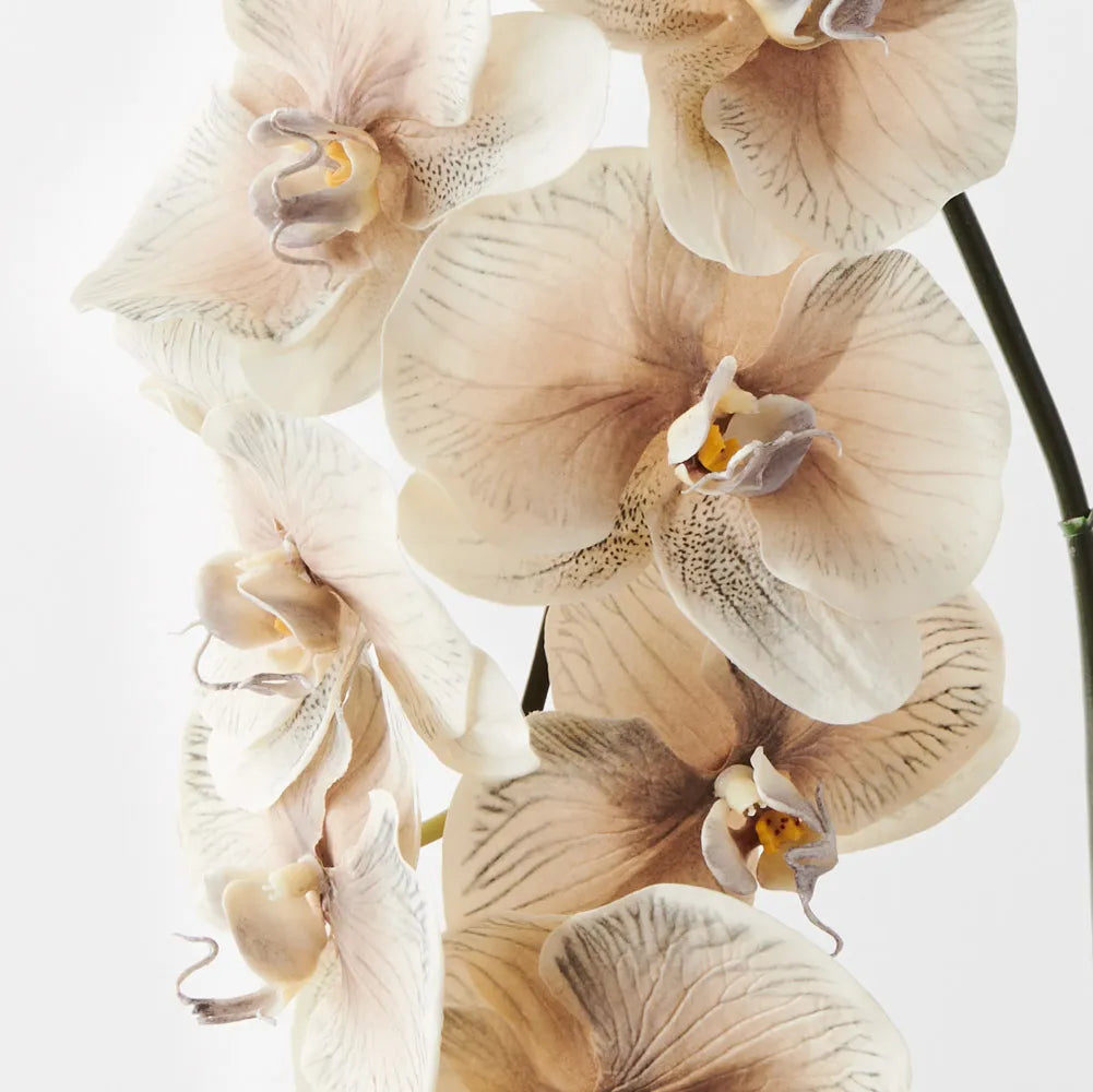 Phalaenopsis Orchid Almond