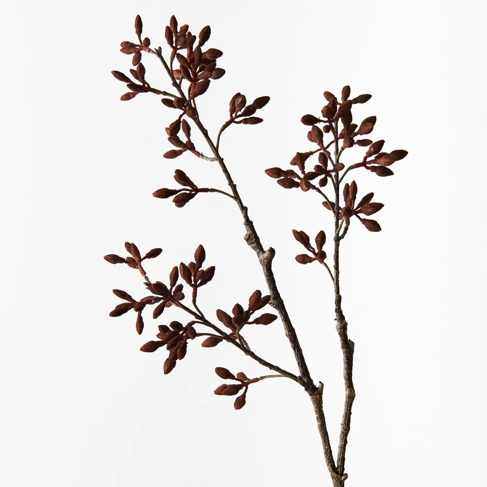 Brown Seed Spray