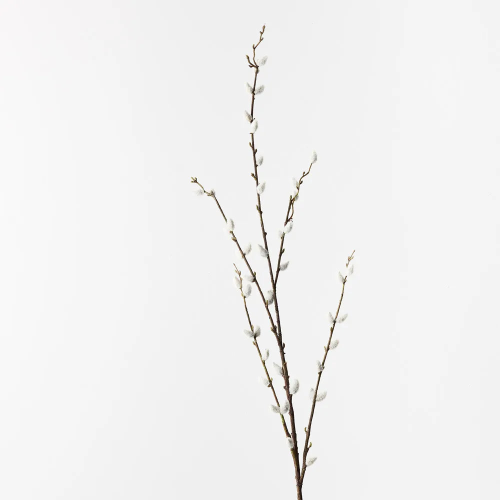 Pussy Willow Branch