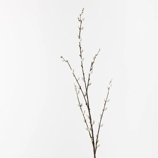 Pussy Willow Branch